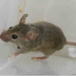 Evdeki Farelerden Kurtulmak