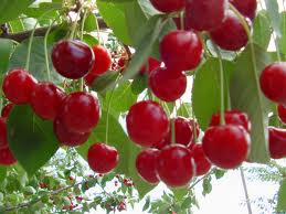 vişnenin faydalari